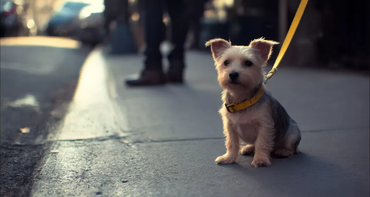 Wuikinuxv Village Petition to Reinstate The Dog bylaw