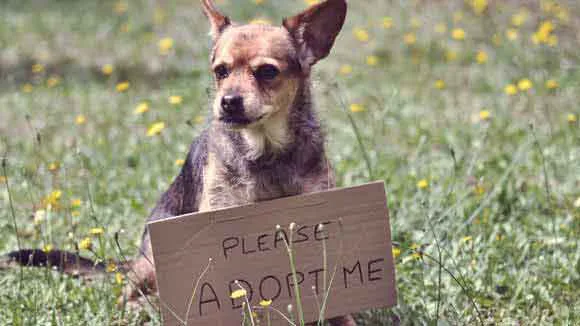 Animal cruelty
