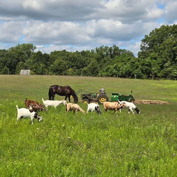 Do not change the barn yard animal law in Gilbert city limits