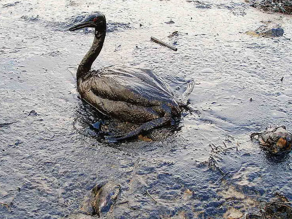 Stop Kinder Morgan Pipeline Expansion