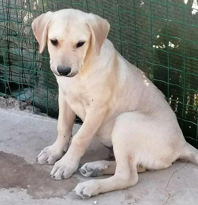 Petition zum Erhalt des Tierheims Mönchengladbach-Lürrip