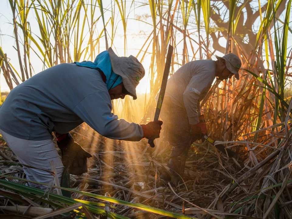 Help the Sugar Workers