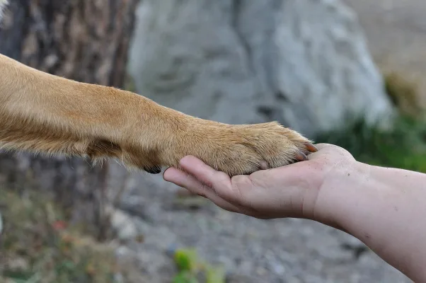 Harsher Punishment for Animal Abusers