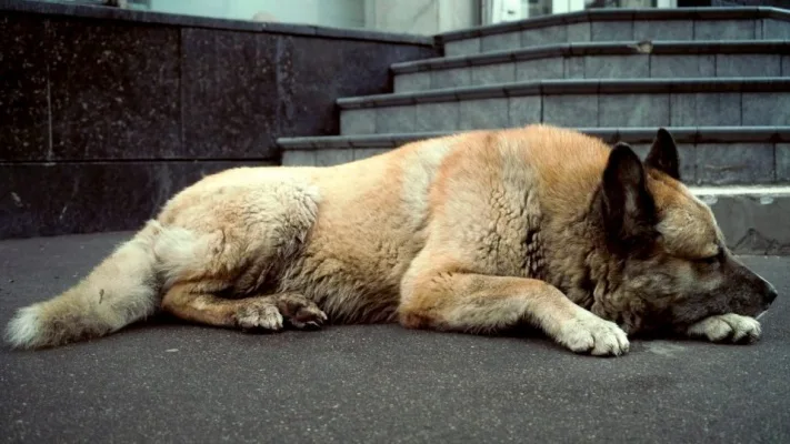 Save The Homeless Animals