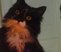 David Cameron, please don't ban catnip