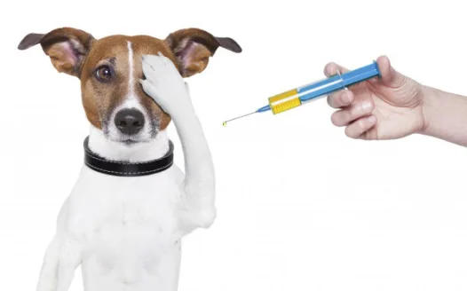 Cambiar la ley de vacunación de mascotas en Aragón