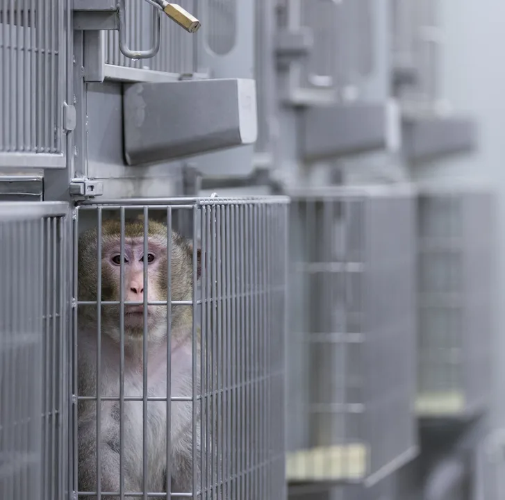 Stop Pesticide Testing on Innocent Animals!