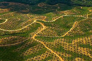 Stop Palm Oil Production