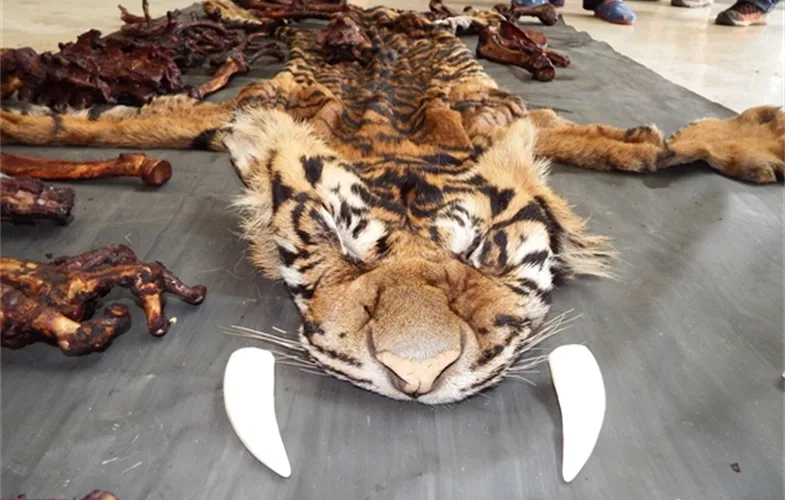 Save The Tigers