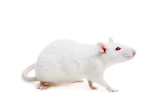 against animal testing. 