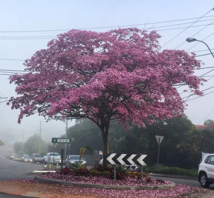 We want Trumpet Trees!