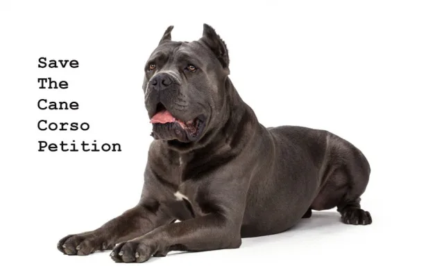 Save The Cane Corso Breed