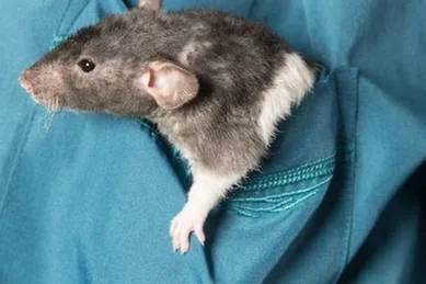 Rats for Hannah