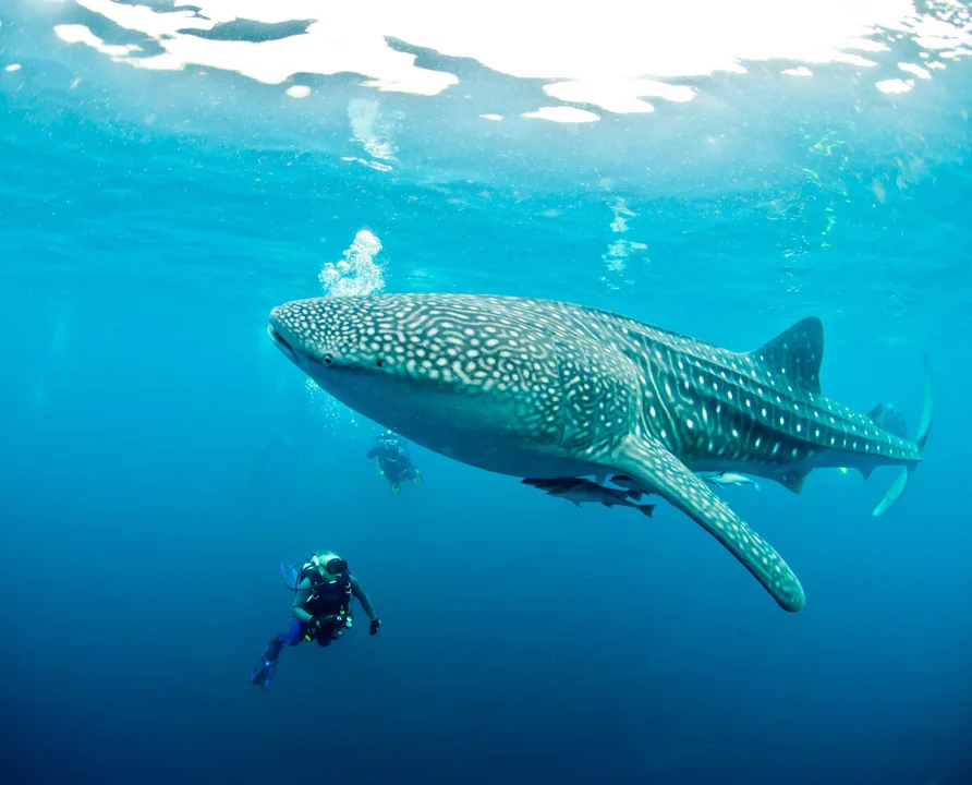 PETIÇÃO PELA CRIAÇÃO DE LEGISLAÇÃO QUE PROTEJA A MEGAFAUNA MARINHA COMO RAIAS-JAMANTA, MÓBULAS E TUBARÕES BALEIA  NA COSTA DE MOÇAMBIQUE