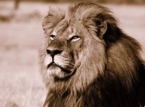 Justice for Cecil!