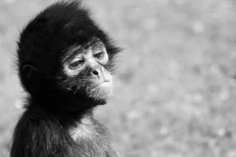 Save our Zoos