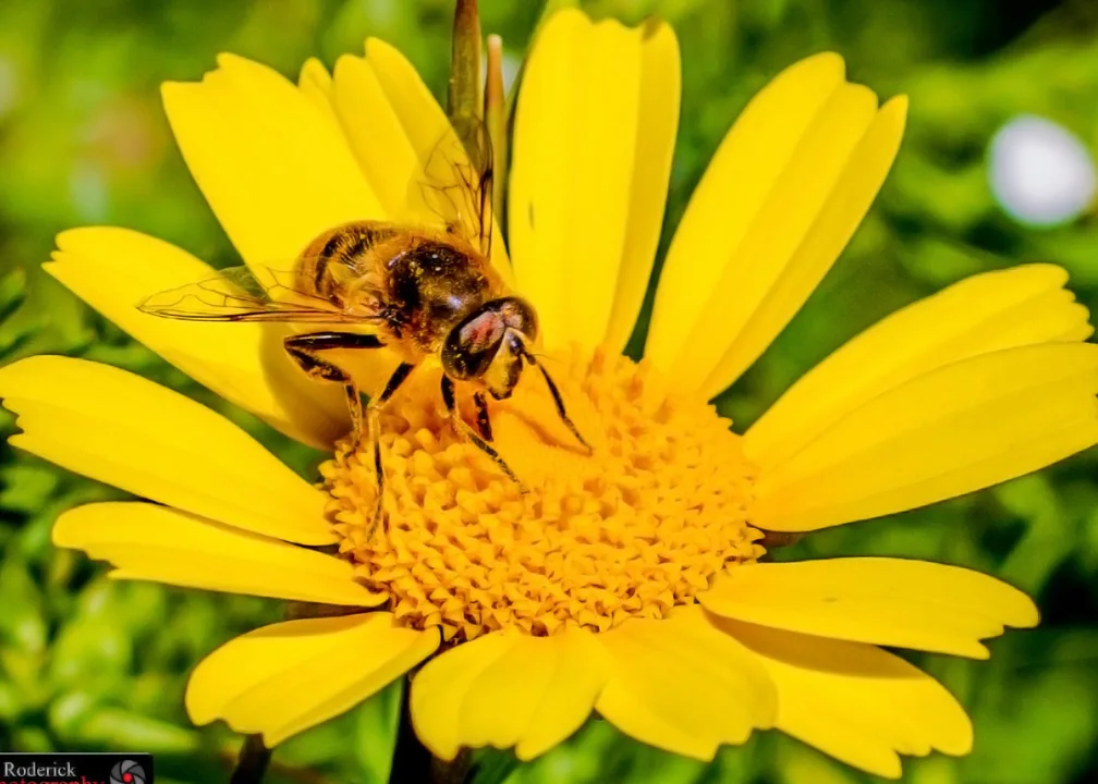 Bee Project in Edmonton