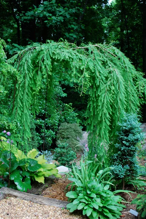 Ask Derek to not cut down the conifer tree in the Wagon yard.