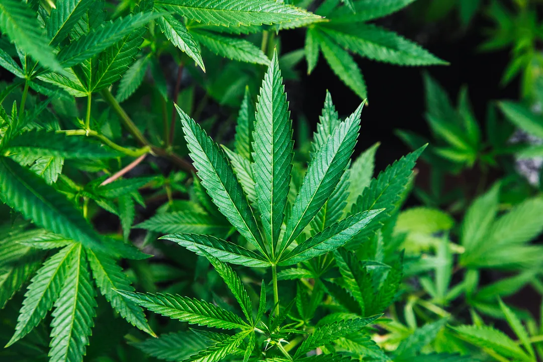 Medical Marijuana for Fibromyalgia