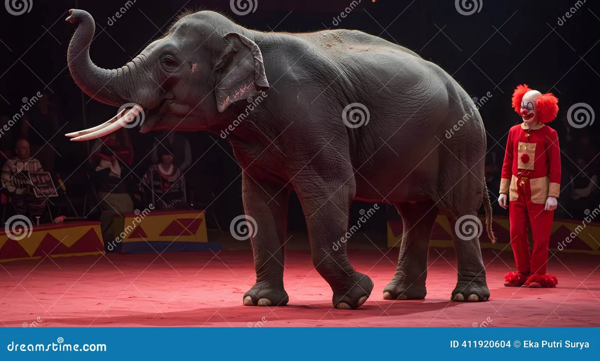 should animals be kept in circuses