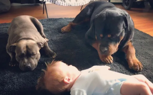 Help save Shelby and Tonka’s quality of life
