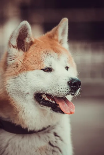 Save Junior the Akita from being put to sleep on August 15