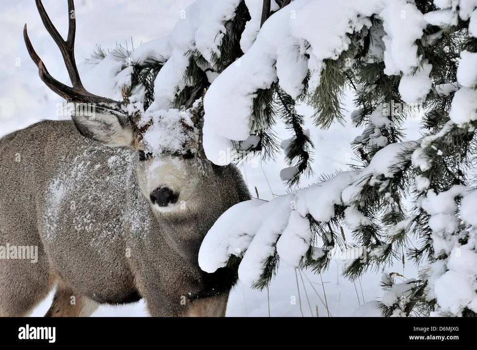 Stop the Killing of 225 Deer