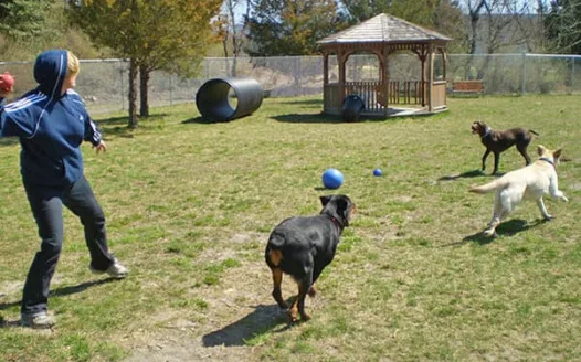 Bark for a Park