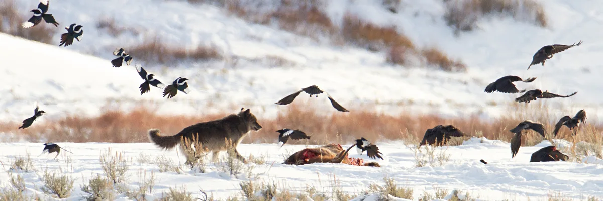Stop the hunting of wolves  in Yellowstone National Park