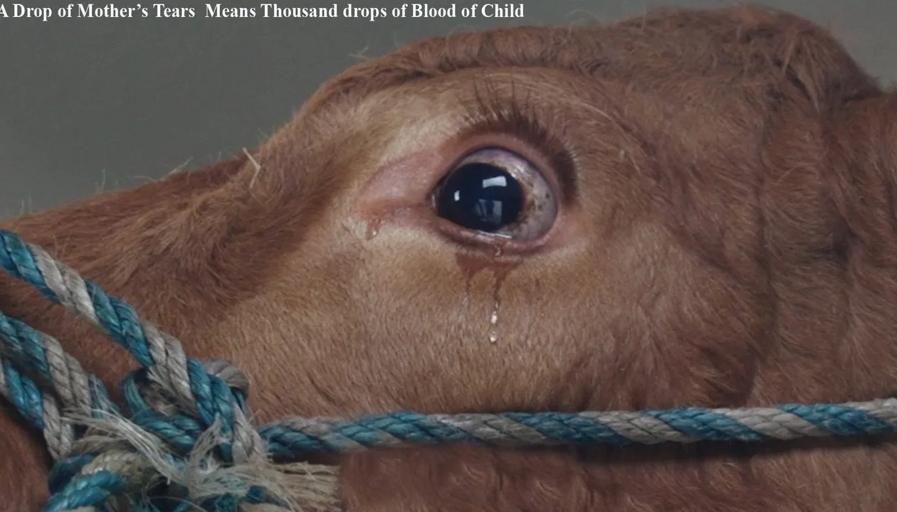 Stop Cow Killing