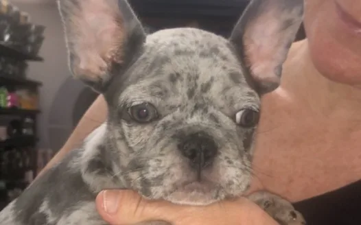 Help me get a frenchie