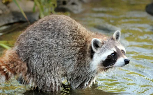 Make it legal to own a raccoon as a pet in Minnesota
