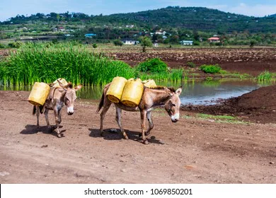 Let our two donkeys continue to travel with us through India