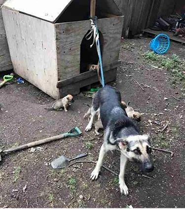 Ban the chaining of dogs in York Region