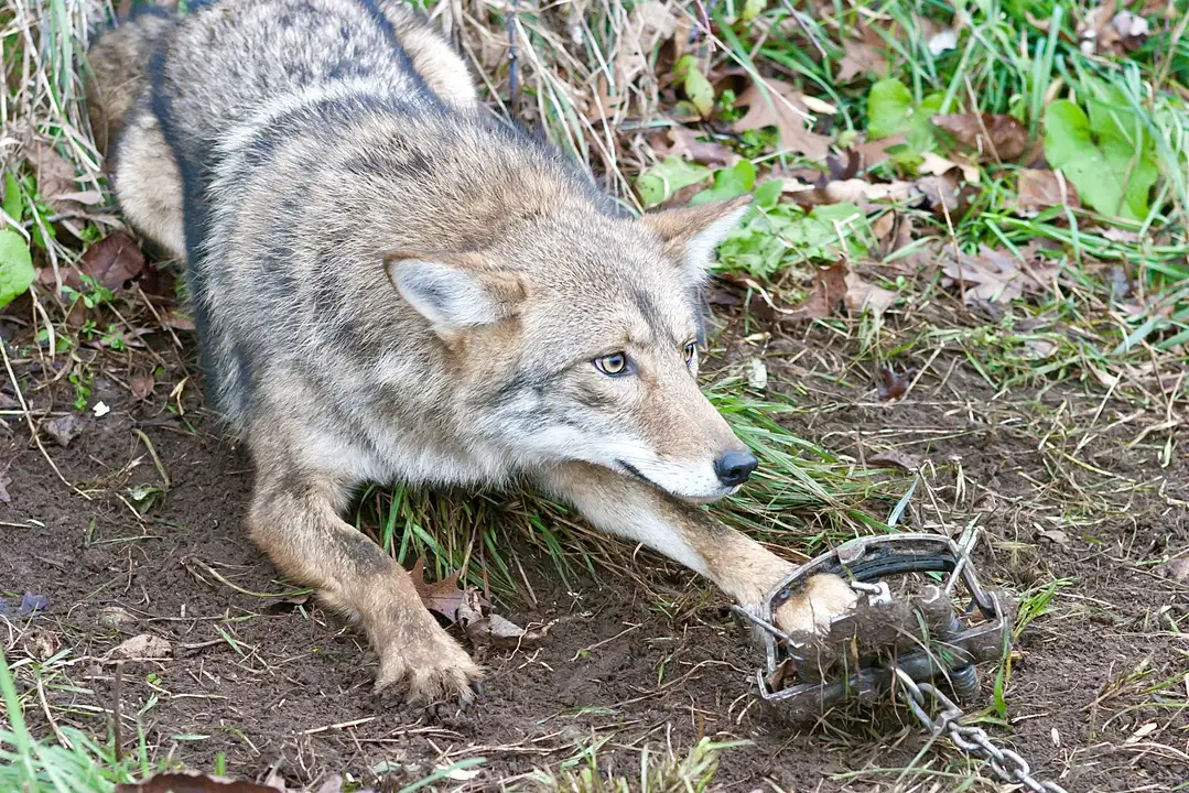   END TRAPPING ON PUBLIC LANDS