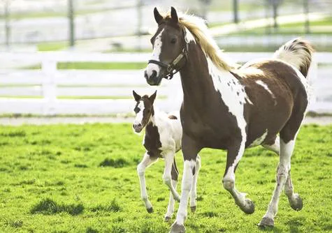 Horses need a health code too!