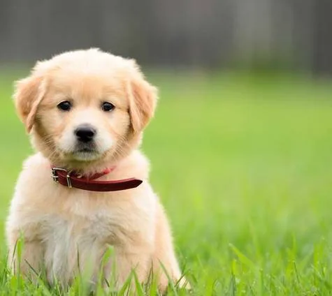 "Tyrons Journey" Be the change you want to see; get a puppy