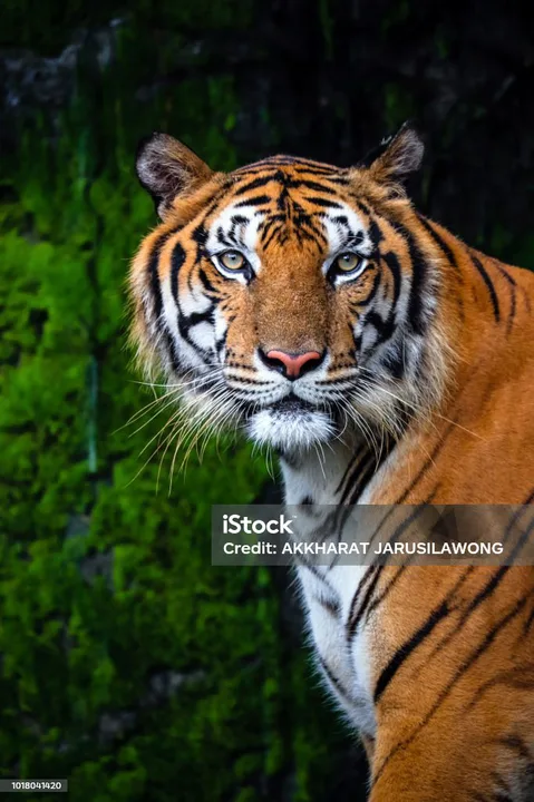 Let Robbie buy a Bengal Tiger