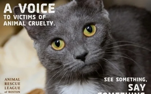 Stop cruelty over stray animals!