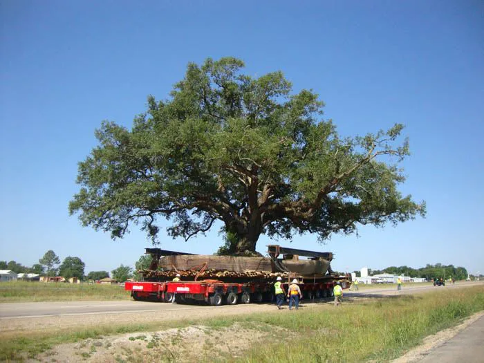 Save the "Mr. Al" Live Oak Tree!