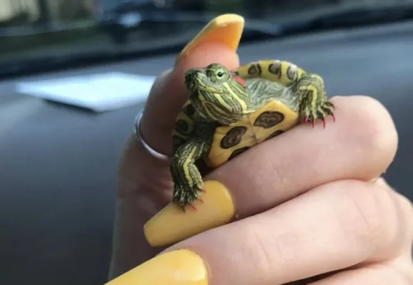 To get Taco (A Turtle)