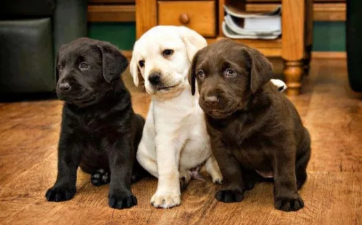 Stop proposed ban on pet stores selling pups in WA