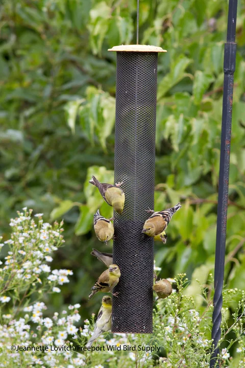 Camden Maine Bird Food Dispensing Constraints