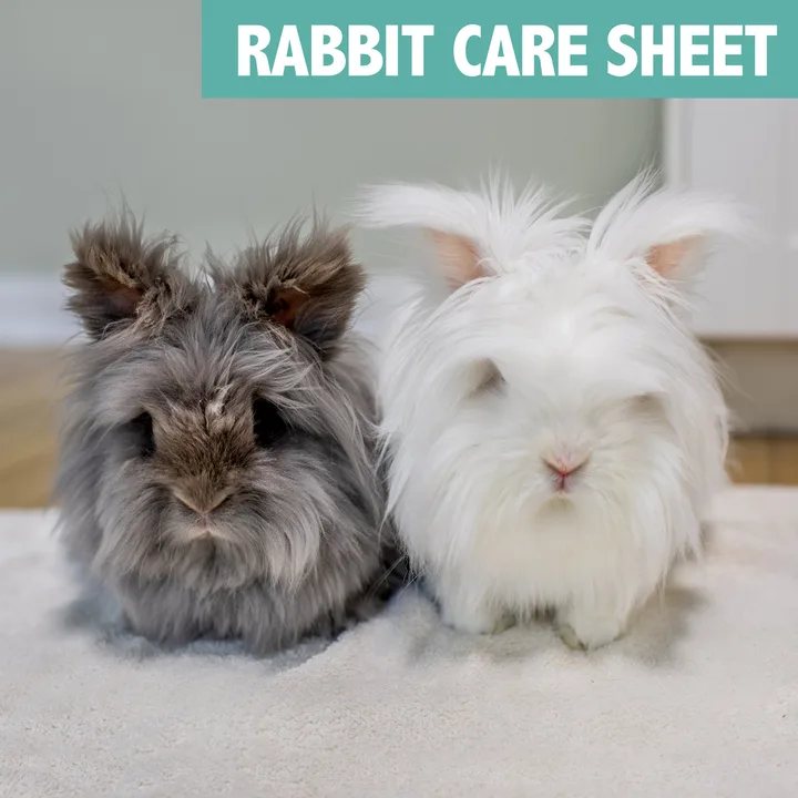 Why is Rabbit Insurance not available in Ireland