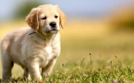 Help me get a dog!!