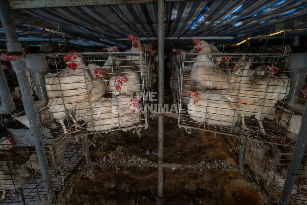 Stop battery cages for factory farming in New York state.