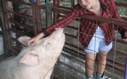 Let Tessa Get a Pig