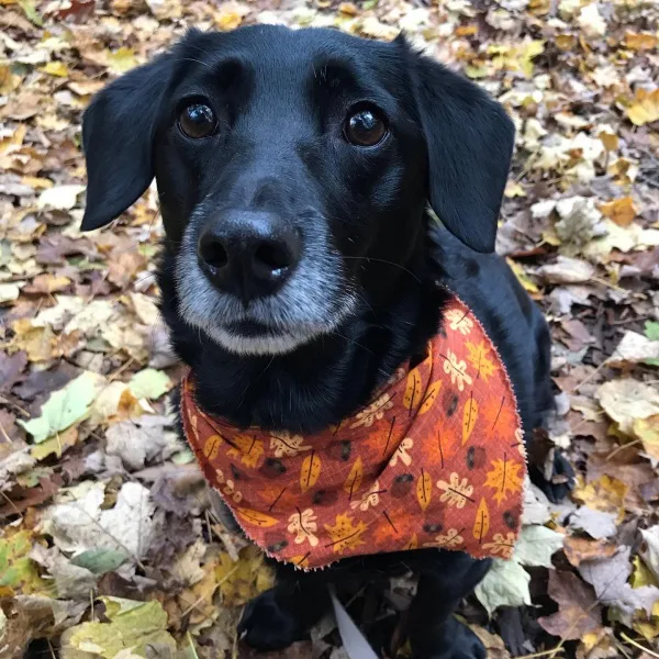 Bella should Queen of Morton Arboretum!