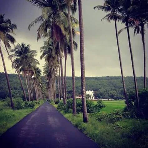 Save Coconut Trees of Goa...‪#‎CoconutLove