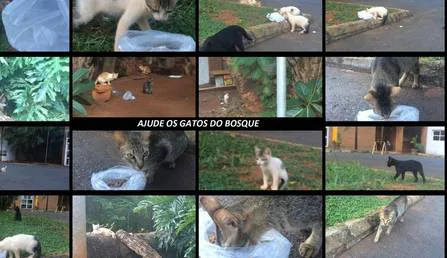 Prefeito @PauloGarciapt, por favor, crie um Gatil no Bosque dos Buritis via @ipetitions